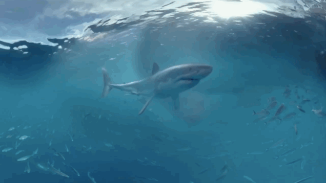 VR Demo Brings Shark Nightmare To Life