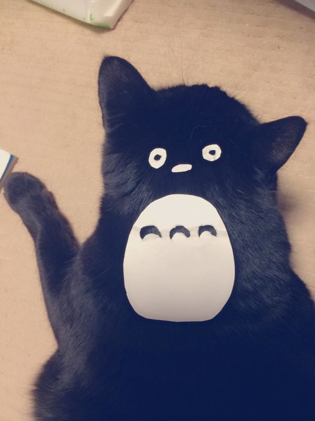 An Easy Way To Turn Your Cat Into Totoro