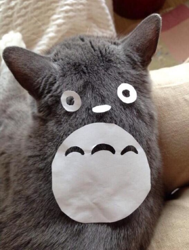 An Easy Way To Turn Your Cat Into Totoro