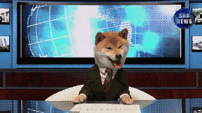 Dog Newscasters Are The Best Newscasters