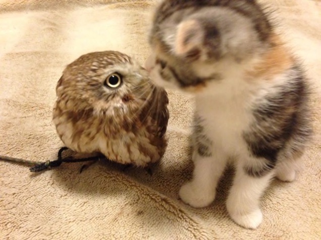 When A Cat And An Owl Develop A Beautiful Friendship