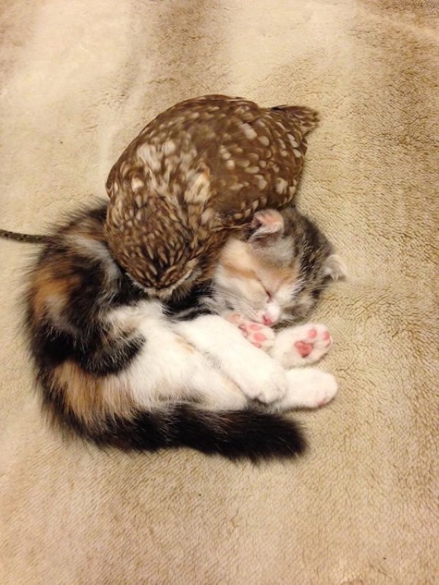 When A Cat And An Owl Develop A Beautiful Friendship