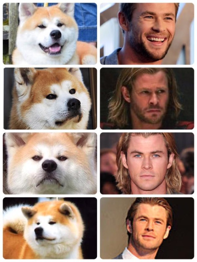 Chris Hemsworth Really Looks Like A Dog
