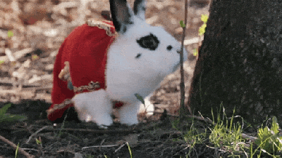 From Assassin’s Creed Kittens To Brave Bunny Wizards