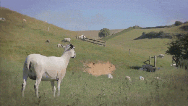 Vegeta And Goku’s First Fight From Dragon Ball Z Remade With… Sheep