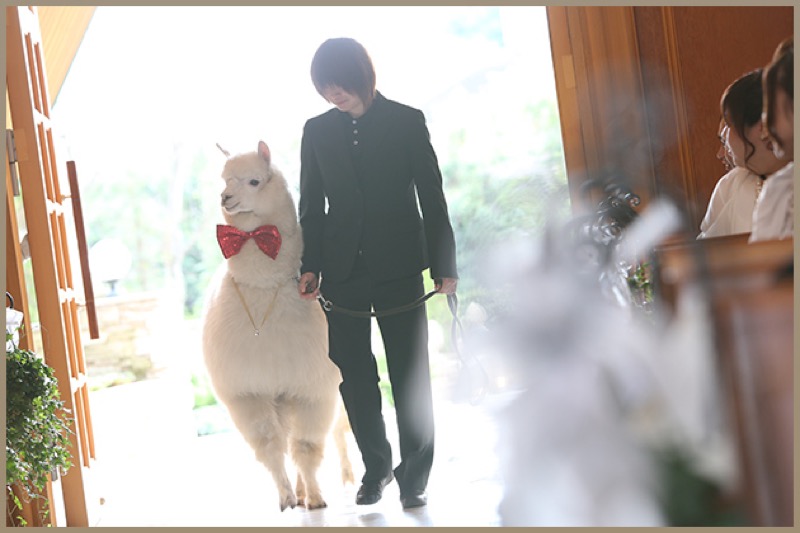 Unusual Japanese Wedding Plan: Get Married With An Alpaca