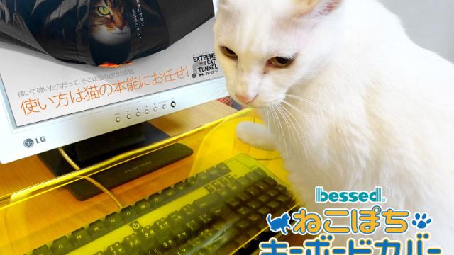 Protect Your Keyboard From Cats