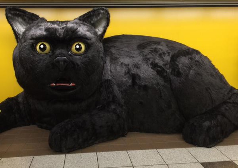 Freaky Giant Cat Also Has A Big Heart