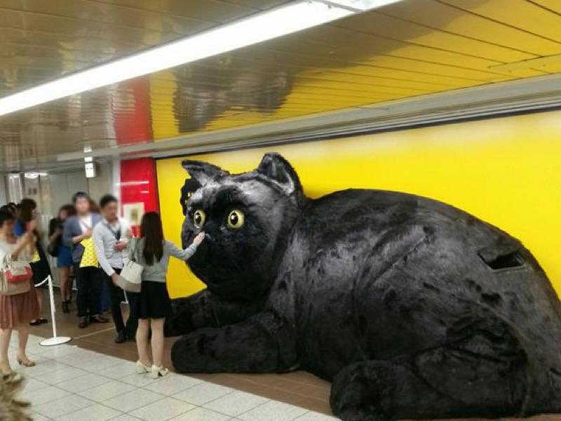 Freaky Giant Cat Also Has A Big Heart