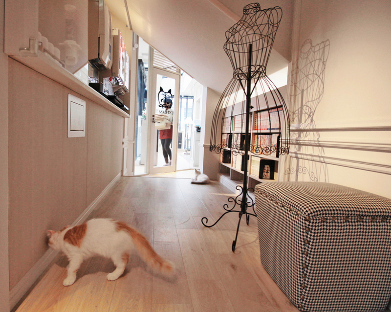 Japanese Cat Cafes Are More Fashionable Than Ever 
