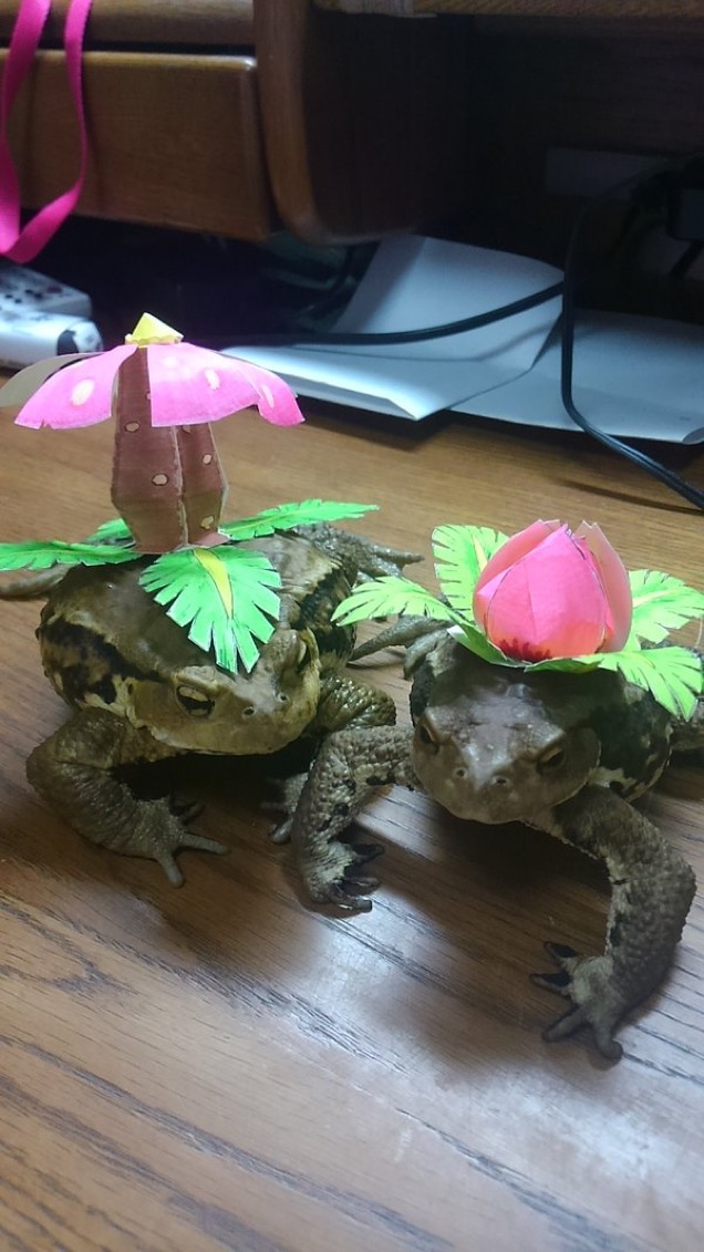 Toads Are Pretty Good At Pokémon Cosplay 