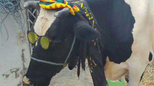 Couple Gets High Score, Wins Real Cow