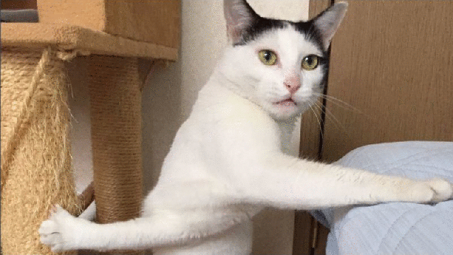 The Japanese Cat The Internet Is Totally Obsessed With