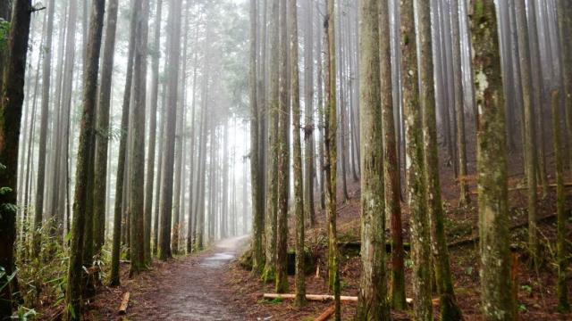 A Lovely Shot Of Tsumago Forest