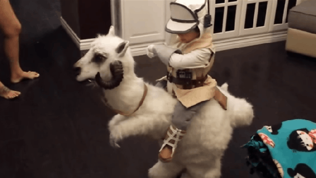 Empire Strikes Back Costume Melts Hearts Before It Reaches The First Marker