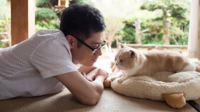 Cat Collecting Game Neko Atsume Gets A Live-Action Movie 