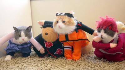For Cat Cosplay, This Is Pretty Good