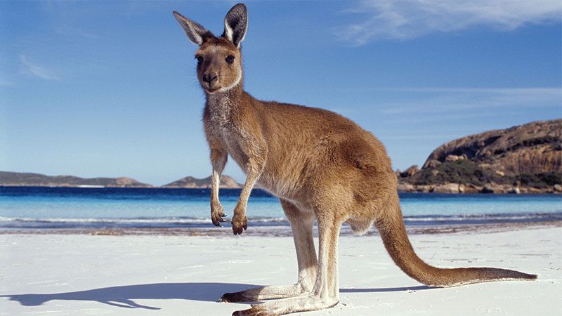 Australian Animals That Won’t Kill You, Ranked