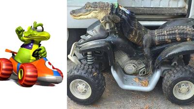 Krunch From Diddy Kong Racing Is Real, Lives In Florida