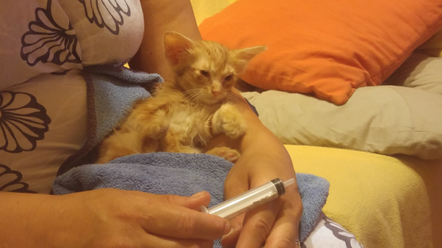 The Adorable Story Of How Pokémon Go Helped Rescue A Kitten