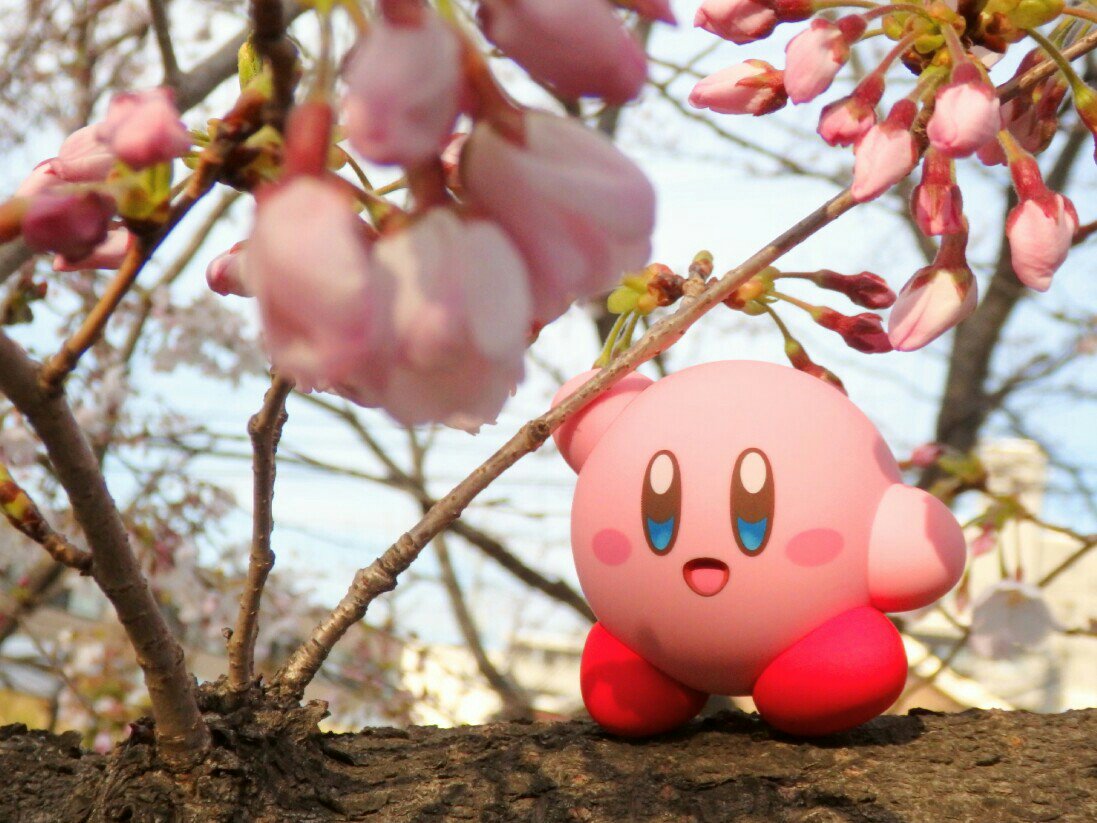 Kirby Was Made For Spring In Japan 