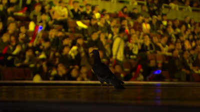 Pigeon Steals Play Of The Game At League Finals 