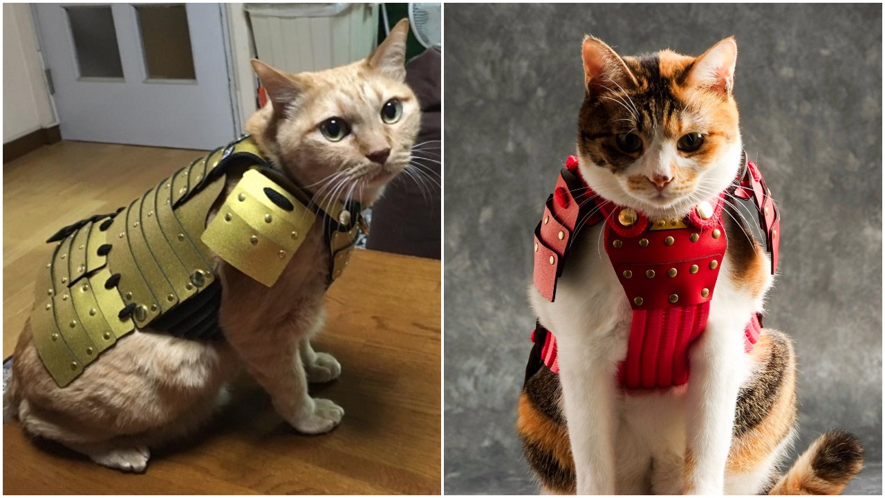Japan Creates Samurai Armour For Cats And Dogs