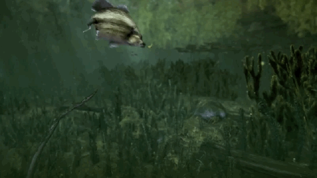 Trailer For Fishing Simulator Game Is Freaking Intense, Man