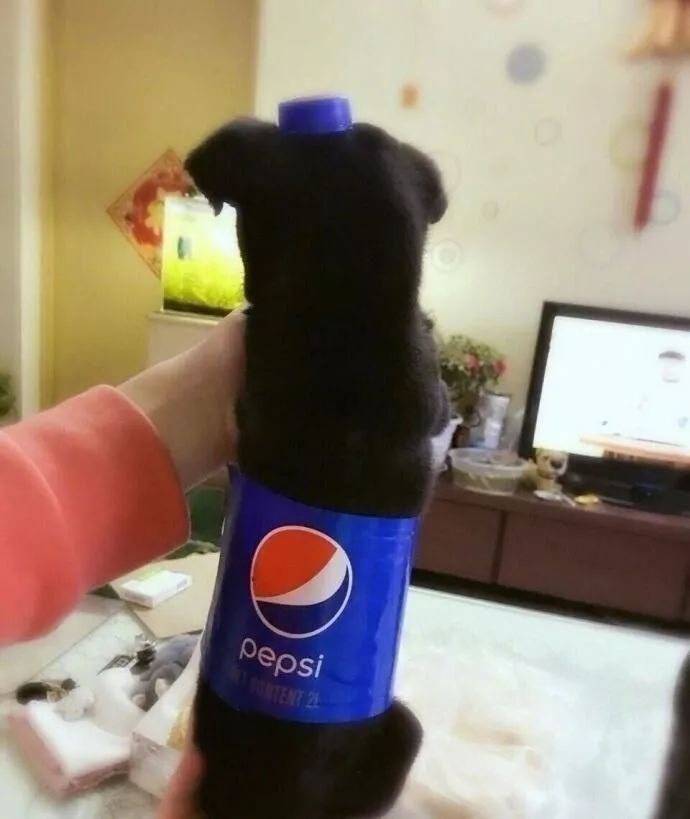 Drink Up This ‘Soft Drink Pup’ Meme