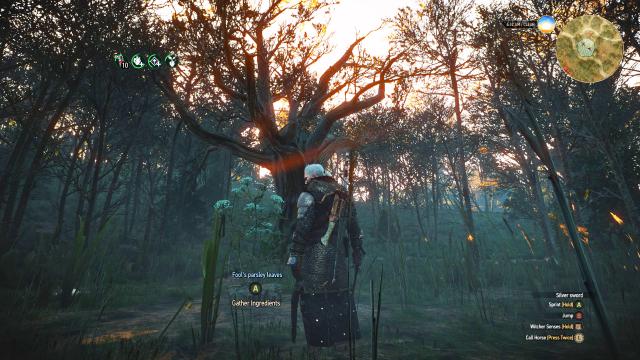 My Quest To Find A Special Tree In The Witcher 3