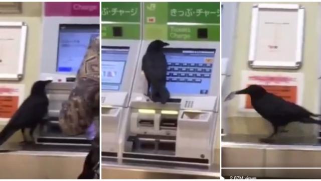 Can Someone Please Help This Crow Buy A Train Ticket? 