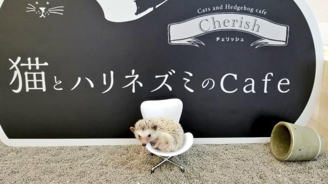 This Japanese Cat Cafe Also Has Hedgehogs 