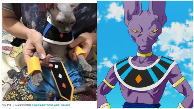This Cat Does An Excellent Cosplay Of Beerus From Dragon Ball 