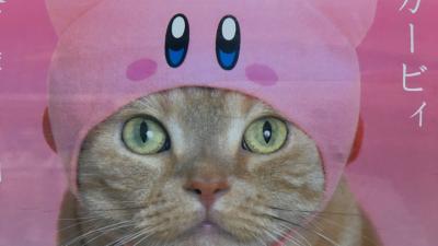 Kirby Hats Kirbify Your Cats