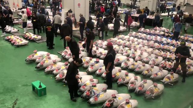 Tokyo’s New Fish Market Opens, Things Didn’t Go Well