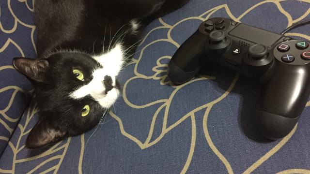 How To Stop A Cat From Chewing On Video Game Controller Cables