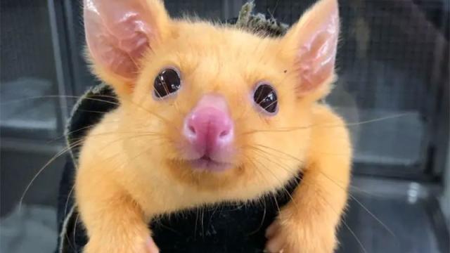 Mutated Australian Possum Now Named Pikachu
