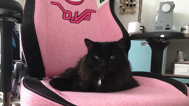 I Asked Cat Behaviour Experts Why My Cat Is Obsessed With My Ridiculous Gamer Chair