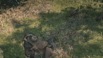 Beware This Pack Of Deadly Beavers In Red Dead Online