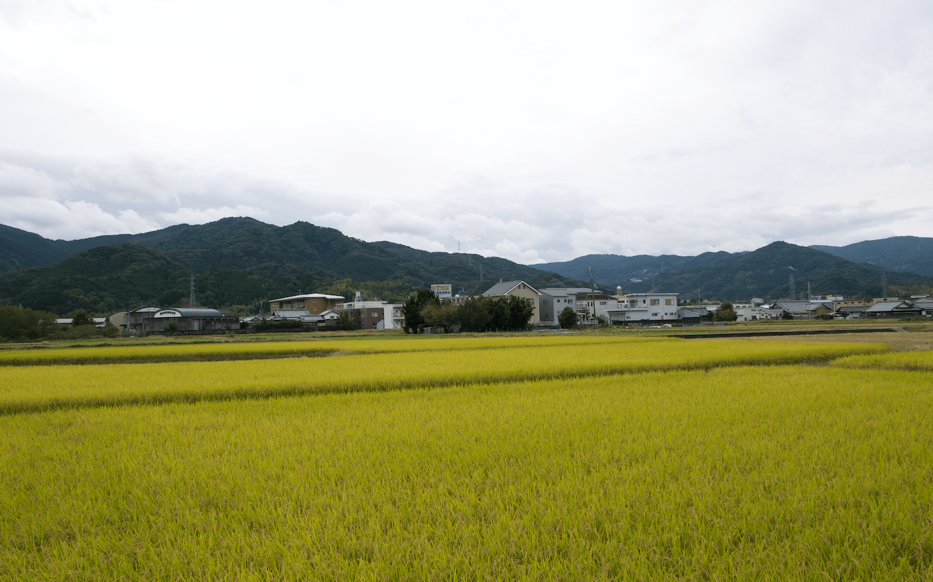 Rice fields in Wakayama Prefecture.  (Photo: Brian Ashcraft)