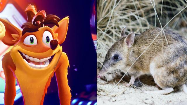How Does Crash Bandicoot Stack Up Against An Actual Bandicoot? A Zoo Keeper Weighs In