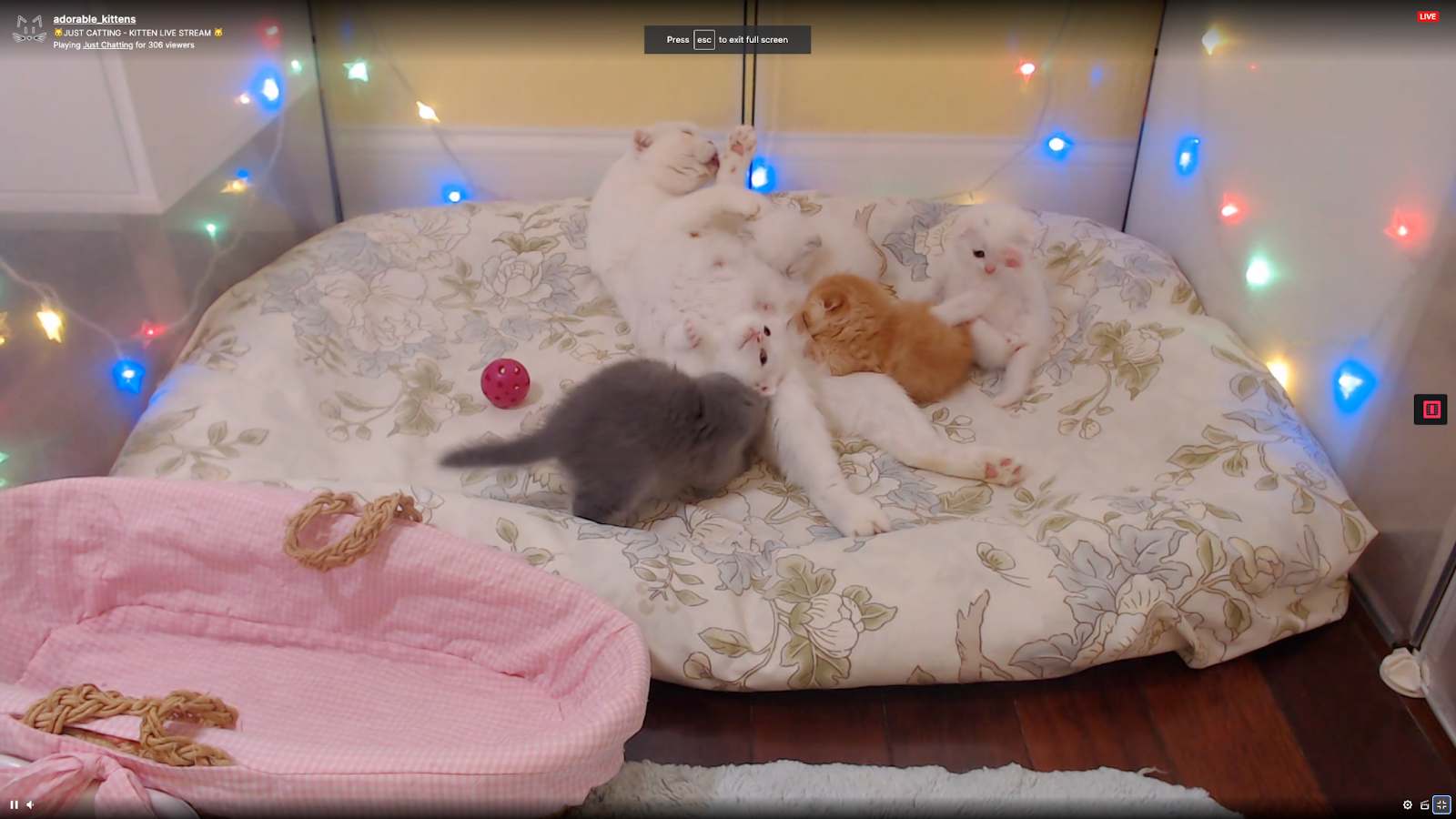 The new brood review.  (Screenshot: Adorable_Kittens / Kotaku)