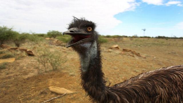 Australia Just Funded A YouTube Comedy About The Great Emu War