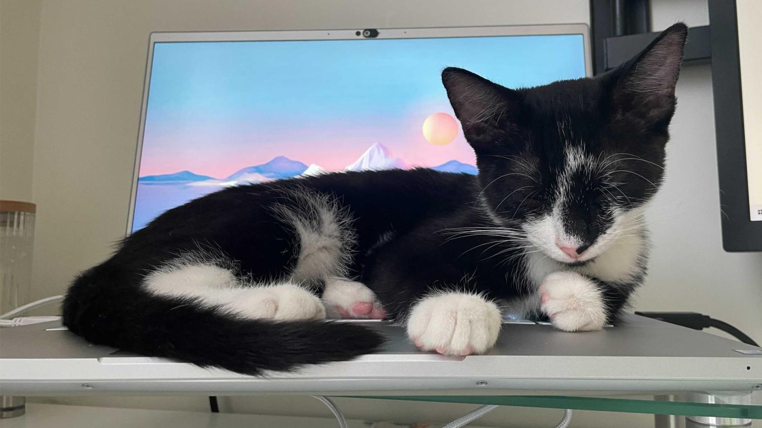 Milo the cat writing another great blog for Kotaku. (Photo: Lisa Marie Segarra / Kotaku)