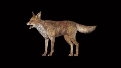 Yes, Skyrim’s Foxes Do Lead You To Treasure, Sort Of