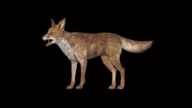 Yes, Skyrim’s Foxes Do Lead You To Treasure, Sort Of