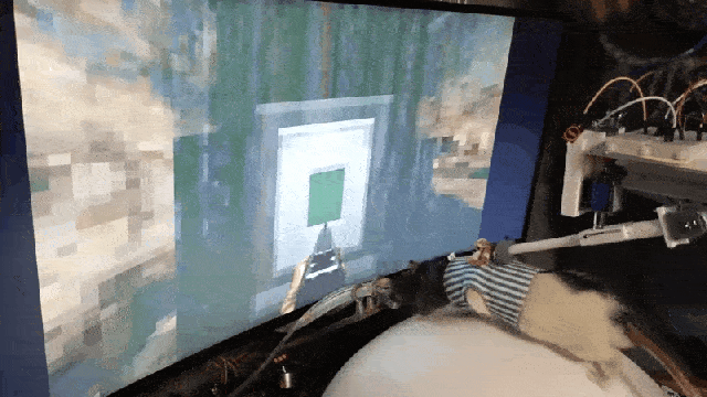 Rats (Sort Of) Played Doom Via VR