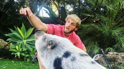 The Rescue Of Logan Paul’s Old Pig Has The Internet Aghast