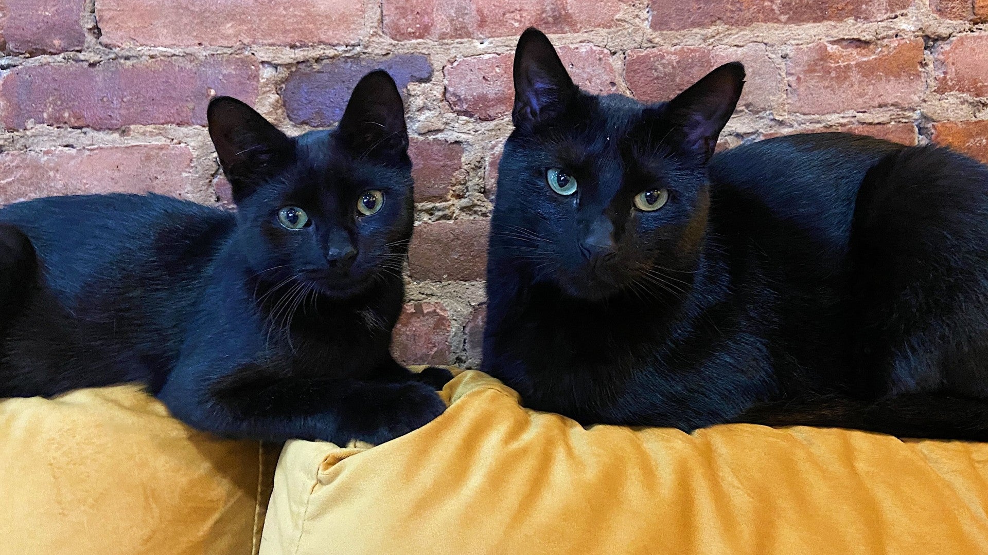 Two of my rescue cats, Hellboy and Radgie. (Photo: Alyssa Mercante)