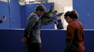 The Last Of Us Show Used A Real Giraffe To Recreate Its Iconic Game Scene